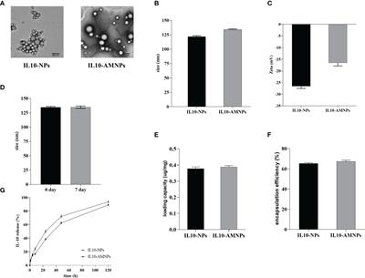 Interleukin-10-alveolar macrophage cell membrane-coated nanoparticles alleviate airway inflammation and regulate Th17/regulatory T cell balance in a mouse model